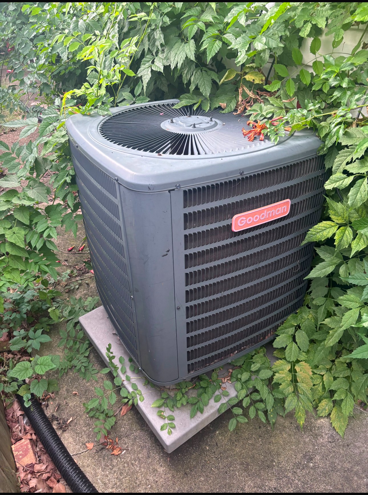 Older outdoor Goodman condenser surrounded by overgrown landscaping before replacement
